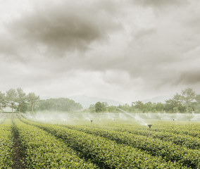 water sprinkler at the tea farm