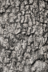 Old Wood Tree bark Texture Background Pattern