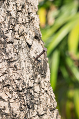 Rusty nail on the Old Wood Tree bark for Background