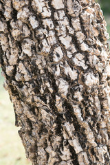 Old Wood Tree bark Texture Background Pattern