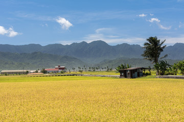 Rural scenery with golden paddy