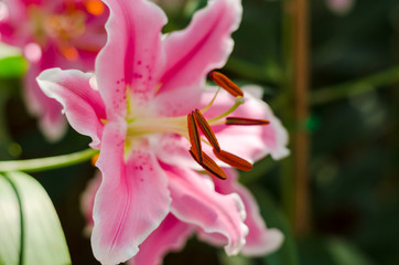 close up pink lily flower with green leaves in garden