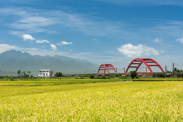 Rural scenery with golden paddy