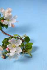 Flowers of apple on a blue background