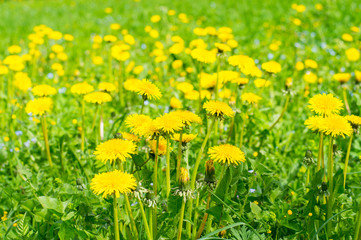 Field of abloom dandelions, spring-time background