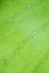 Closeup of macro leaf texture