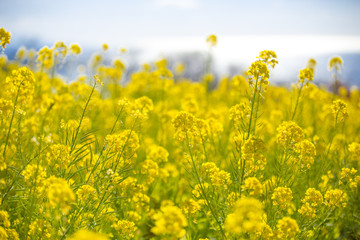 菜の花畑（二宮町吾妻山公園）