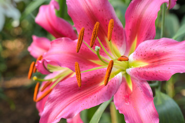 close up blooming lilies flower with green leaves in garden