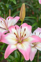 close up blooming lilies flower with green leaves in garden