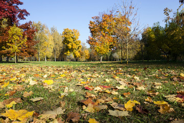 autumn season,  foliage