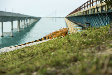 Obraz premium Bright orange iguana sunning of rock with water of Atlantic Ocean in background near beach of Key West, Florida.