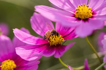 Honey Bee on Pink Flower