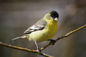 Lesser Gold Finch 