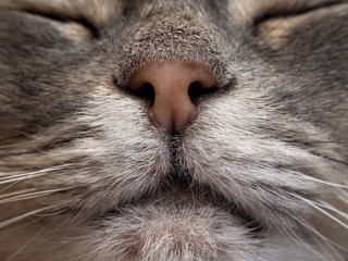 Нос кота крупным планом. Макросъемка. Нос коричневый, кот серый. Мех серый с белым. Видно усы  © kozorog
