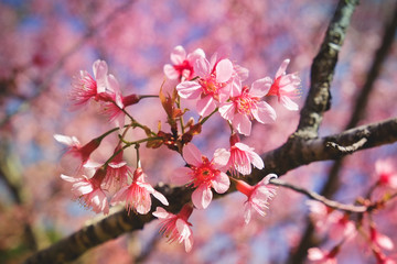 Wild himalayan cherry flower with filter effect retro vintage st