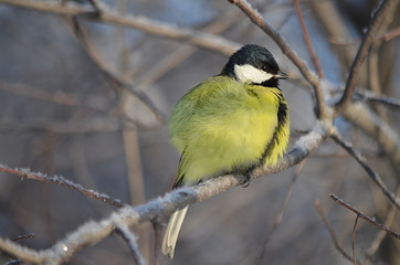 Obraz premium Синица.