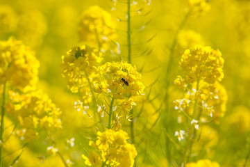 菜の花畑