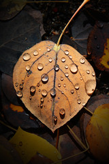 Aspen Leaf with Water Drops 