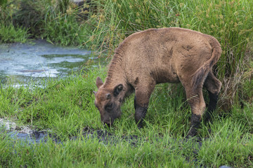 Young calf of wisent or European wood bison in natural habitat