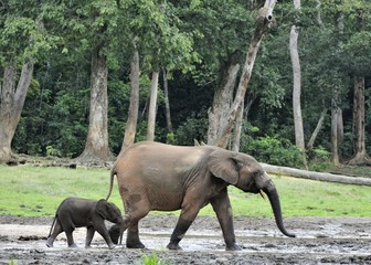 Fototapeta premium The elephant calf with elephant cow The African Forest Elephant, Loxodonta africana cyclotis. At the Dzanga saline (a forest clearing) Central African Republic, Dzanga Sangha