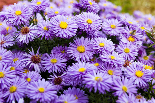 purple flowers , close-up 