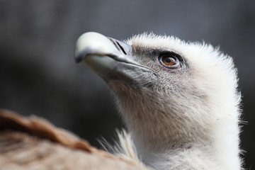 Vulture