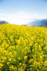 Obraz premium 菜の花畑