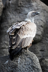 Vulture