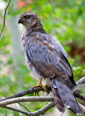 Northern Goshawk (Accipiter gentilis) 