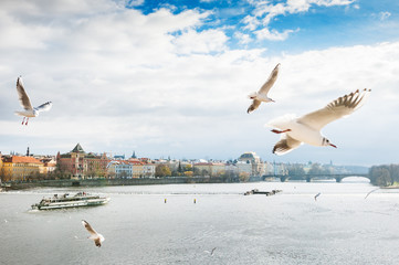 Fototapeta na wymiar Panoramic view of Vltava river in Prague, seagull hovering over