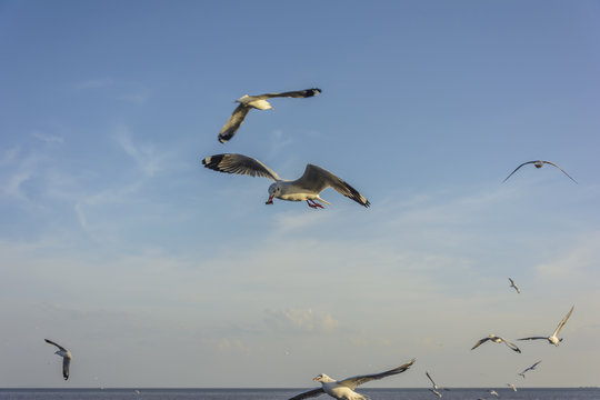 Many flying seagulls at the sea coast