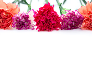 carnation on top on white with copy space