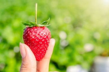 Strawberry berries fresh.