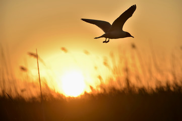 Black-headed Gull (Larus ridibundus) flying on sunset. Natural sunset red sky background,
