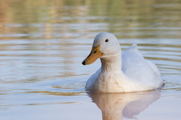 Swimmming white domesticated duck in nature.