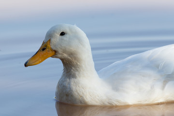 Swimmming white domesticated duck in nature.