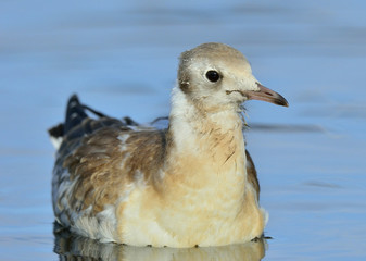 Close up portrait of Juvenile Black-headed Gulll (Chroicocephalus ridibundus) (larus ridibundus ) on blue water