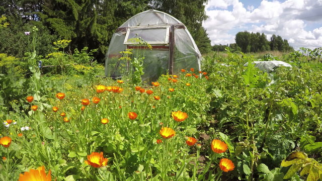 Polyethylene greenhouse in vegetable garden with orange flowering calendula on sunny cloudy winter's day, time lapse 4K