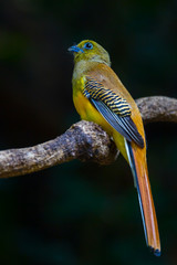Portrait of Orange-breasted Trogon (Harpactes oreskios)  in real nature at Kengkracharn national park,Thailand