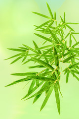 Naklejka premium bambus