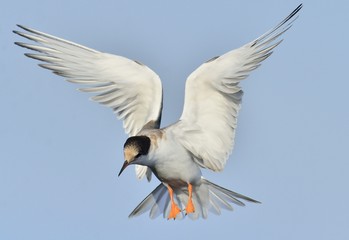 Juvenile  common tern in flight on the blue sky background. Blue Sky background