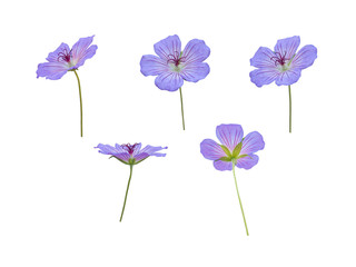 Five meadow cranesbill blue flowers isolated on white