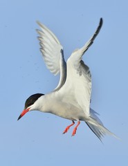  Adult common tern in flight on the blue sky background. Blue Sky background