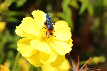 hornet on fresh yellow flower in garden