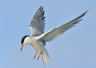  Adult common tern in flight on the blue sky background. Blue Sky background