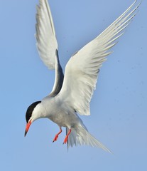  Adult common tern in flight on the blue sky background. Blue Sky background