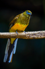 Orange-breasted Trogon (Harpactes oreskios) stair at us 