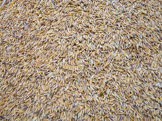 Paddy Rice Seed