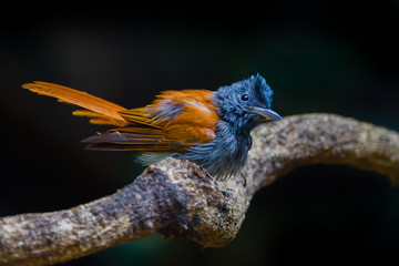 Close up of  female Asian paradise flycatcher (Terpsiphone paradisi)