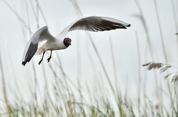 Black-headed Gull (Larus ridibundus) flying on sunset. Natural sunset red sky background,